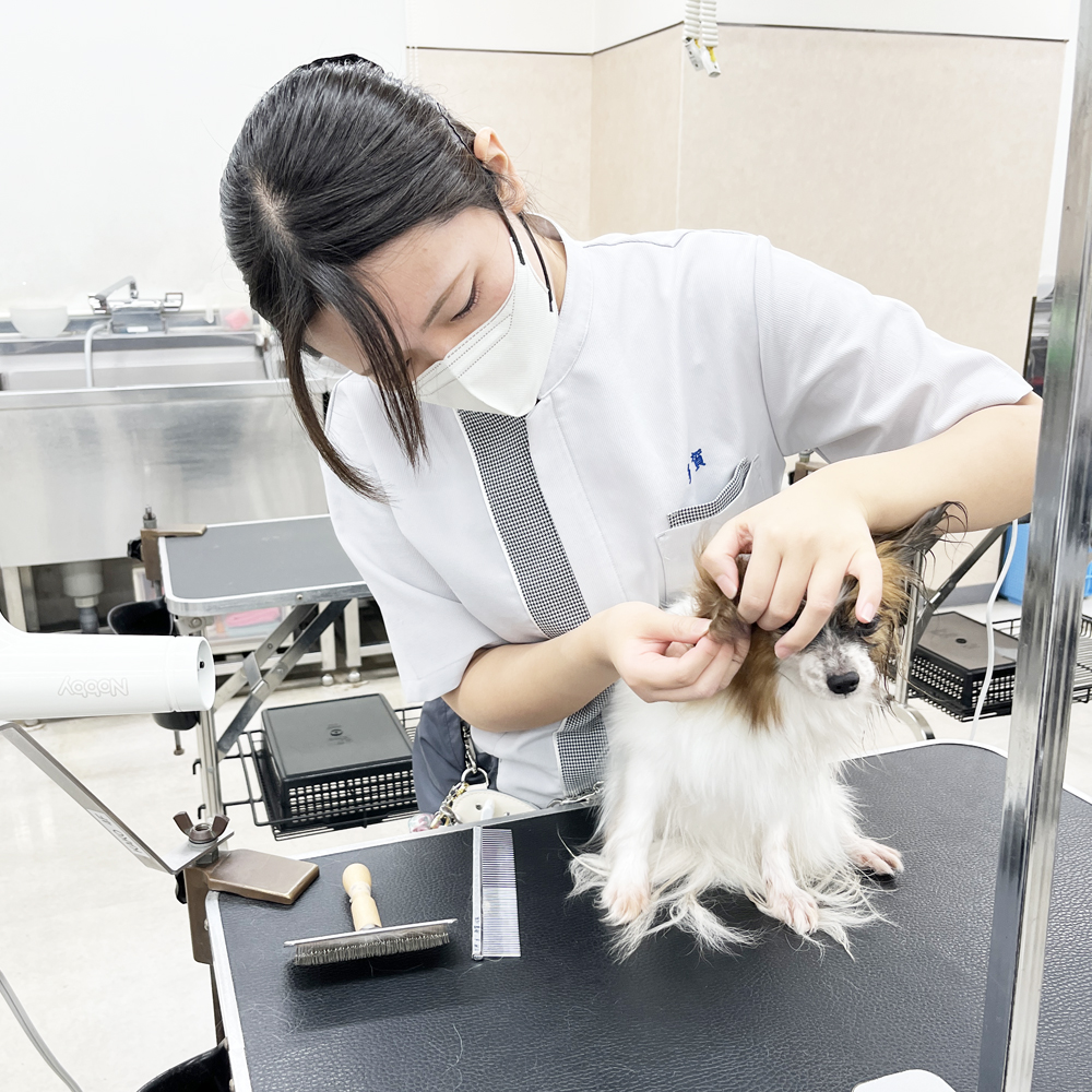☆学校犬と一緒にトリミング実習☆